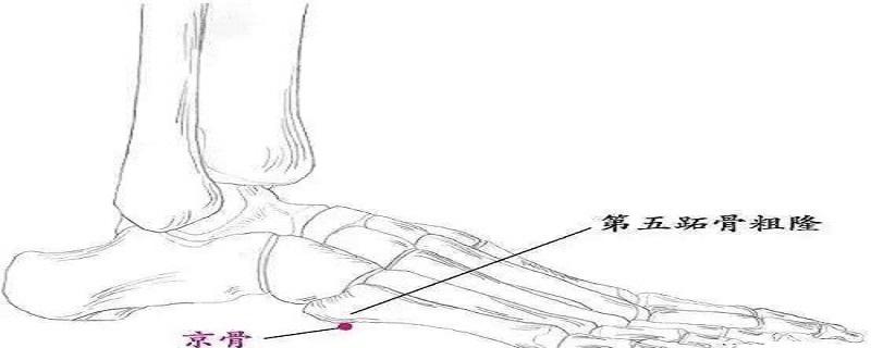 京骨的位置图和作用 京骨的准确位置