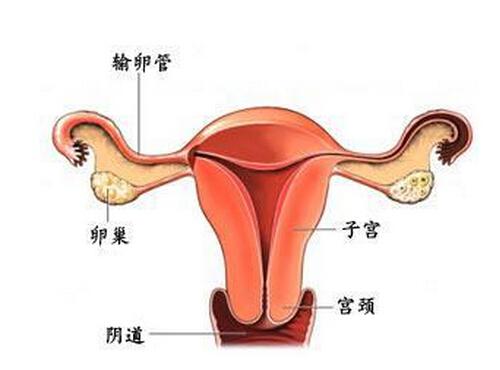 输卵管疏通后多久怀孕（输卵管疏通后多久备孕）