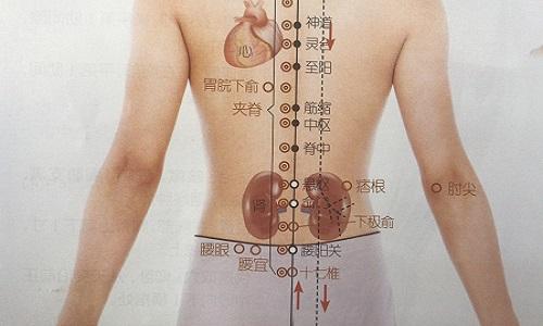 筋缩的准确位置图作用 筋缩的准确位置图作用百度