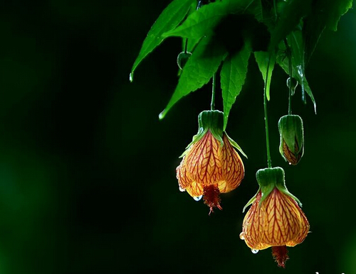 保养心脏的方法 心脏怎样保养心脏