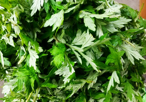 艾叶煮水可以去湿疹吗(艾叶煮水洗澡可以去湿疹吗)