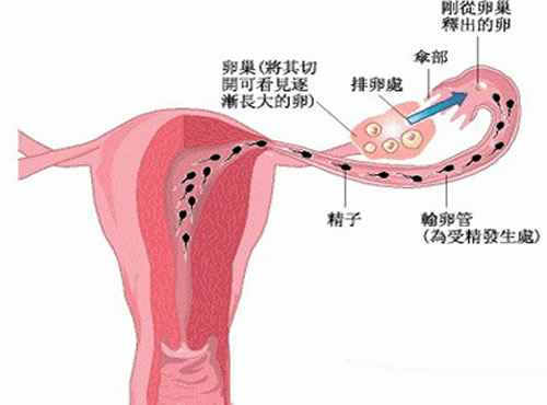 输卵管堵塞还能排卵吗（输卵管堵塞还能排卵吗怀孕）