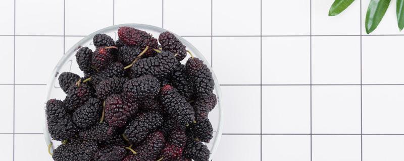 桑葚泡酒能治白发吗 桑葚酒治白发要多长时间