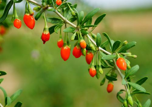 哺乳期可以吃枸杞叶吗(哺乳期间可以吃枸杞)