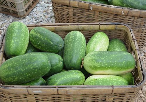 冬瓜软了还能吃吗 把冬瓜烂的切可以吃吗