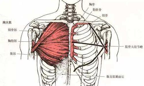 做完俯卧撑腋下疼是怎么回事 做完俯卧撑后腋下附近肌肉痛