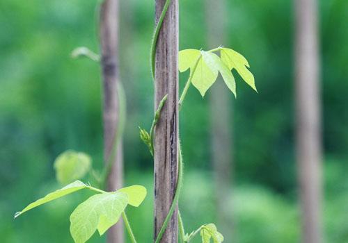 葛根的功效与作用 葛根的功效与作用禁忌与副作用有哪些