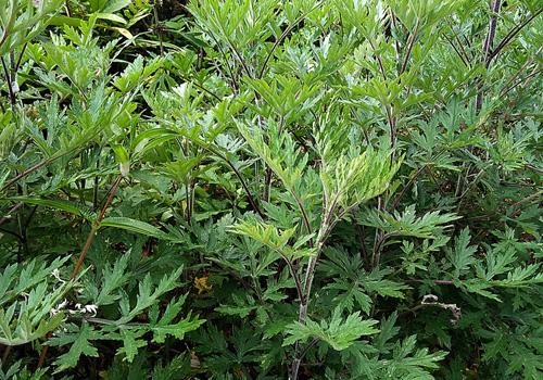 坐月子能喝艾叶水吗 坐月子能喝艾叶水吗吗