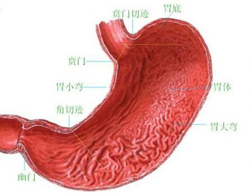 饭后反酸水是怎么回事 吃完饭后反酸水是怎么回事