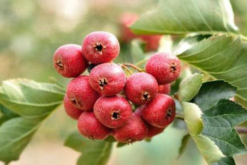 山楂有什么作用 小山楂也有大功效