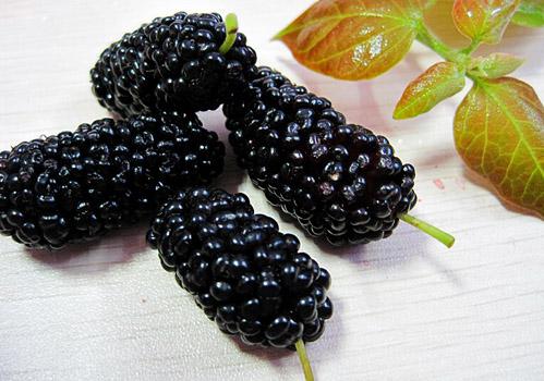 桑葚酒降血压吗（桑葚酒能降血脂吗）