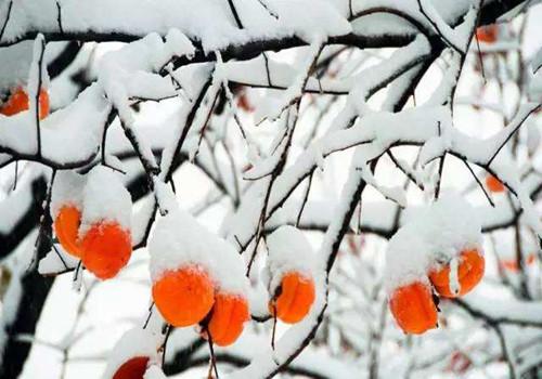 霜降节气特点（霜降节气特点图片）