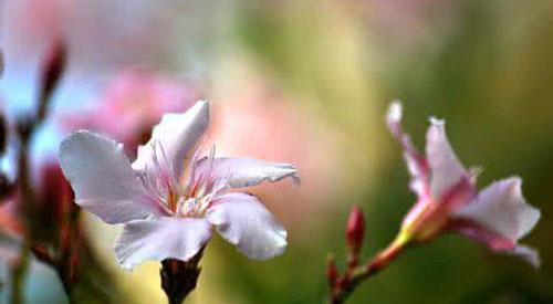 夹竹桃有毒吗（夹竹桃有毒为什么还大量种植）