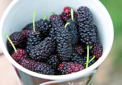 补肾吃什么水果效果好（吃什么补肾最好水果）