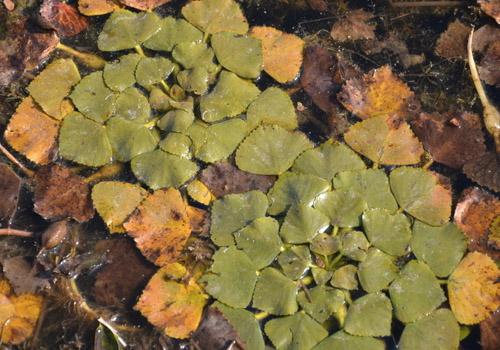 菱角里面有寄生虫吗 教你两招完全清除寄生虫