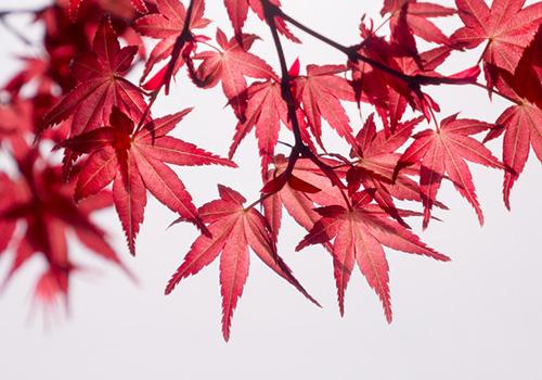 2018年过了处暑还热吗 出了暑还热吗