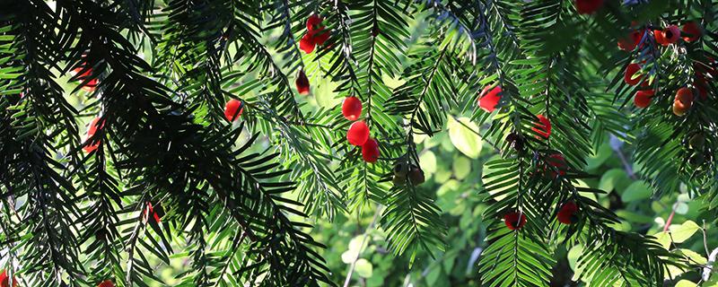 红豆杉果子吃多少会中毒 红豆杉果子有什么作用