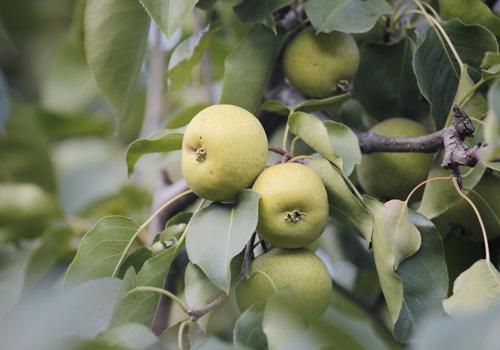 空腹吃梨会拉肚子吗 空腹吃梨拉肚子是怎么回事