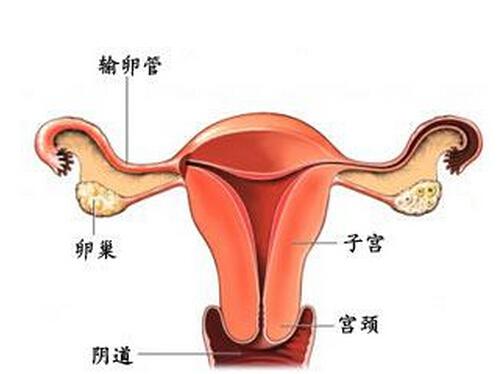 附件炎疼痛位置图（女性附件炎疼痛位置图）