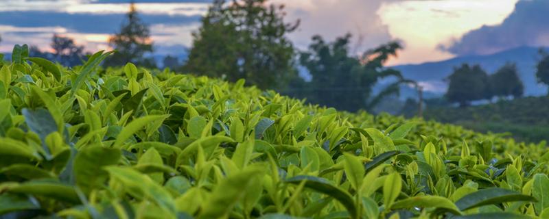 来例假可以喝普洱茶吗（来例假能否喝普洱茶）