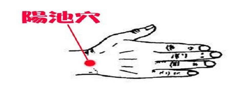 阳池在胳膊哪个位置图 膊阳池是成人的什么位置