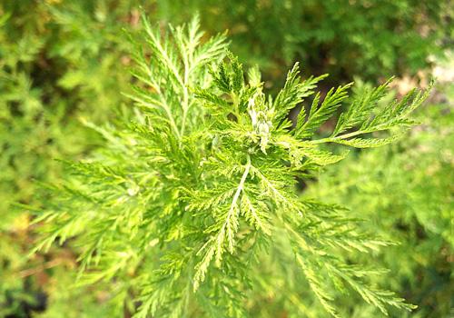 花椒和艾叶能一起煮水泡脚吗 花椒艾叶一起泡脚居然有这么神奇的效果