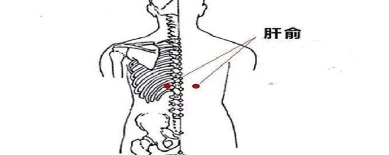 艾灸肝俞的功效（肝俞 艾灸）