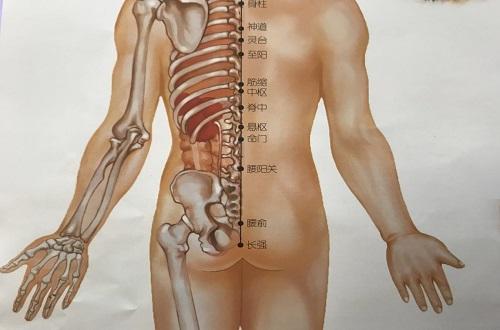 身柱的准确位置图作用（大椎身柱的准确位置图作用）