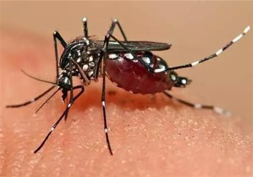 蚊子咬了怎么消肿止痒最快（蚊子咬了怎么消肿止痒最快的药膏）