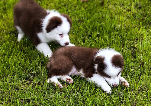 家里养宠物狗对孕妇有影响吗 家里养宠物狗对怀孕的人有影响吗?