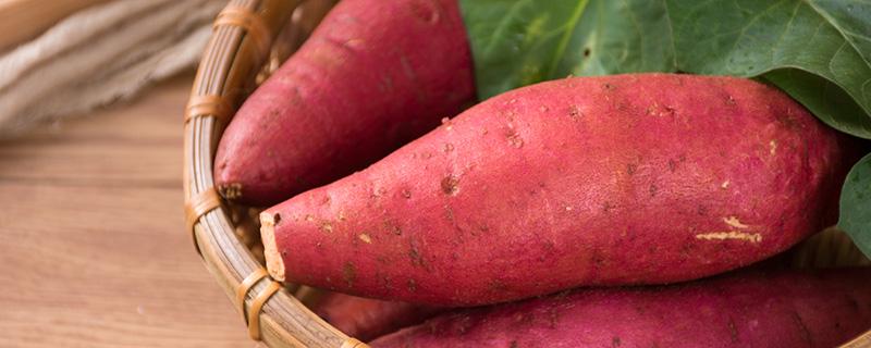 红薯怎么保存不烂 红薯如何保存好