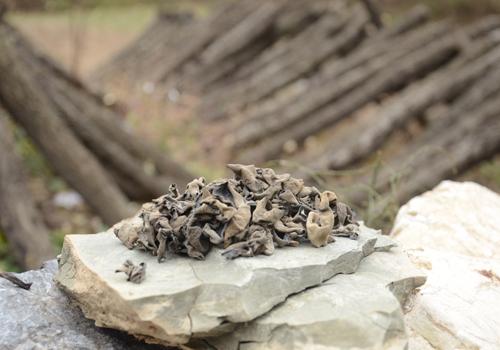 干木耳怎么快速泡发 教你一招2分钟就可泡发