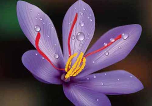 藏红花可以避孕吗 女性事后喝藏红花可以避孕吗