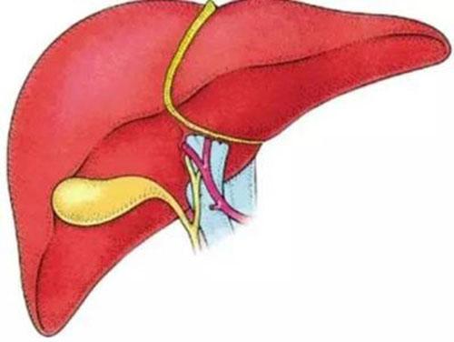 如何日常养肝（如何日常养肝护肾）