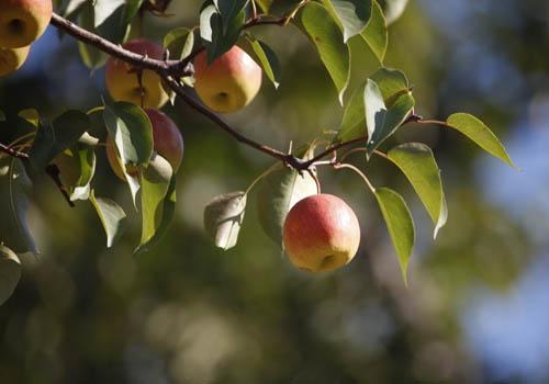 哺乳期能吃梨吗 哺乳期能吃梨吗小孩子有点拉肚子