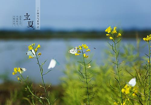 立夏是阳历几月几日 立夏是阴历几月几日