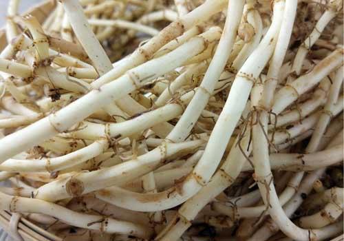 鱼腥草雪梨冰糖的功效 润肺止咳、利尿消炎还不吃起来!