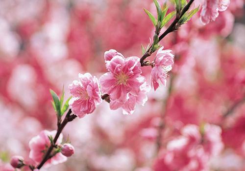 桃花茶一次泡多少 桃花茶泡多久