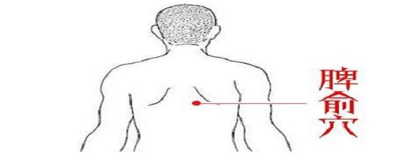 脾俞针刺方向 脾俞准确位置及作用