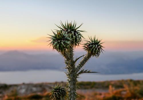 仙人掌果孕妇可以吃吗 怀孕可以吃仙人掌果吗?
