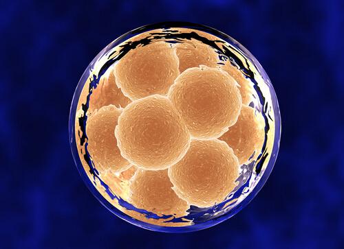 白带量少会排卵吗()