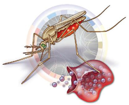 疟疾的传播途径是什么 不是疟疾的传播途径是什么