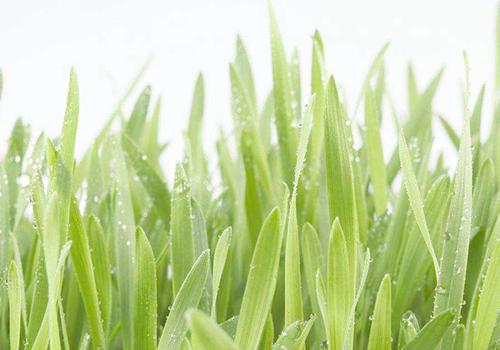 雨水节气还冷吗 雨水天气暖和了吗