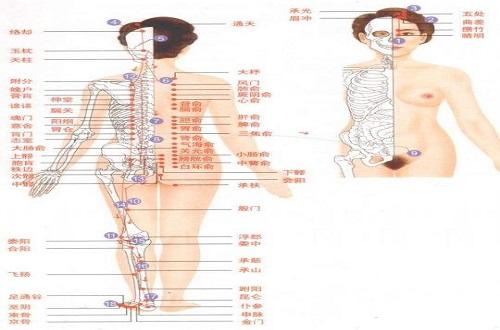 足太阳膀胱经经络示意图 足太阳膀胱经的准确位置图和督脉