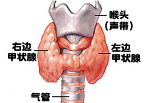 甲状腺激素偏高原因 什么导致甲状腺激素偏高