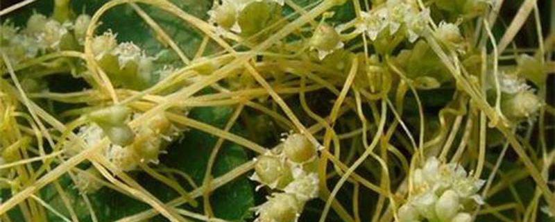 菟丝子藤的功效与作用（菟丝子藤的功效与作用及禁忌）