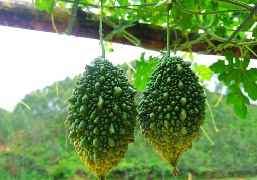 减肥排毒吃什么最好 吃什么排毒减肥最快