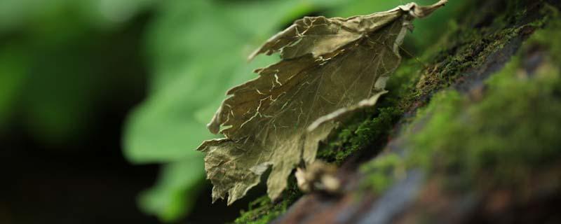 艾叶泡脚水第二天还能用吗 用过的艾草泡脚水第二天还能用来泡脚吗