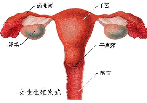 切除卵巢有什么影响 58岁切除卵巢有什么影响