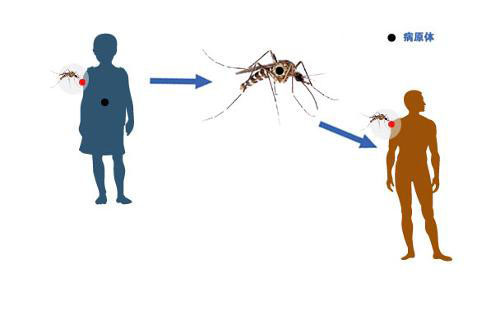 登革热的传播媒介是什么（登革热会经以下什么媒介传播?）